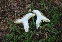 Boletus pallidus image