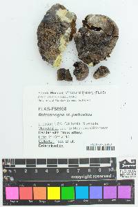 Rhizopogon pedicellus image