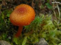 Hygrocybe turunda image