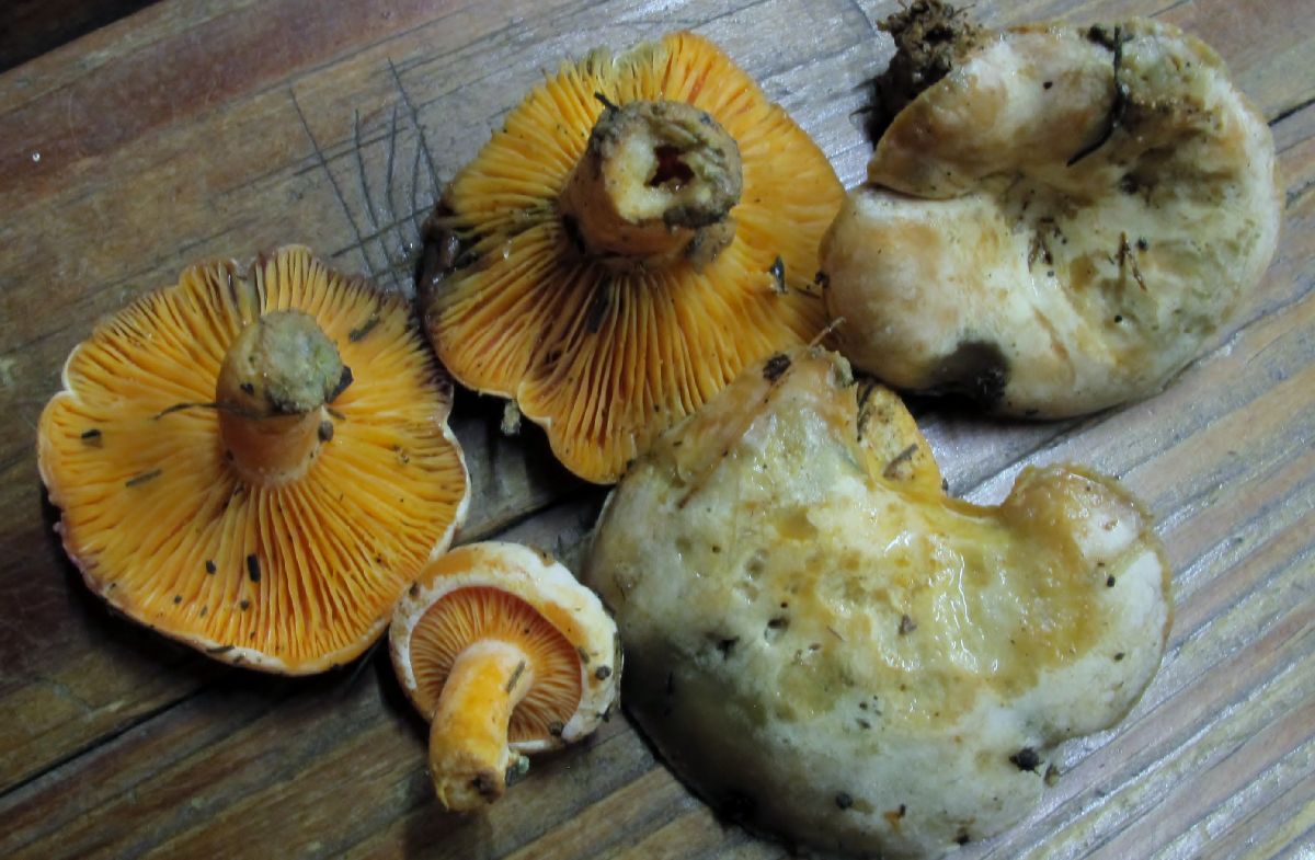 Lactarius salmoneus image