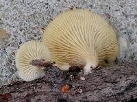 Lentinus suavissimus image