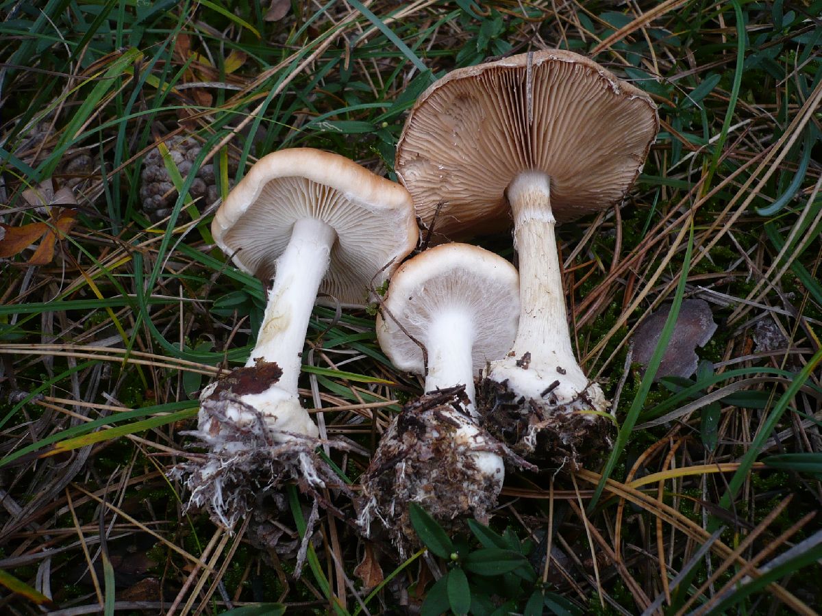 Leucocortinarius bulbiger image