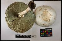 Chlorophyllum molybdites image