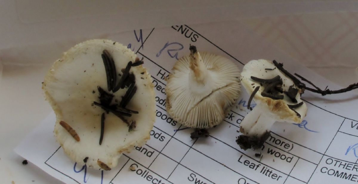 Russula anomala image