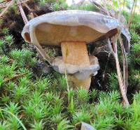 Suillus salmonicolor image