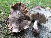 Image of Tricholoma niveipes