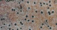 Anisomeridium calcicolum image
