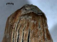 Image of Coprinellus flocculosus
