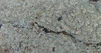 Image of Leucodecton subcompunctum