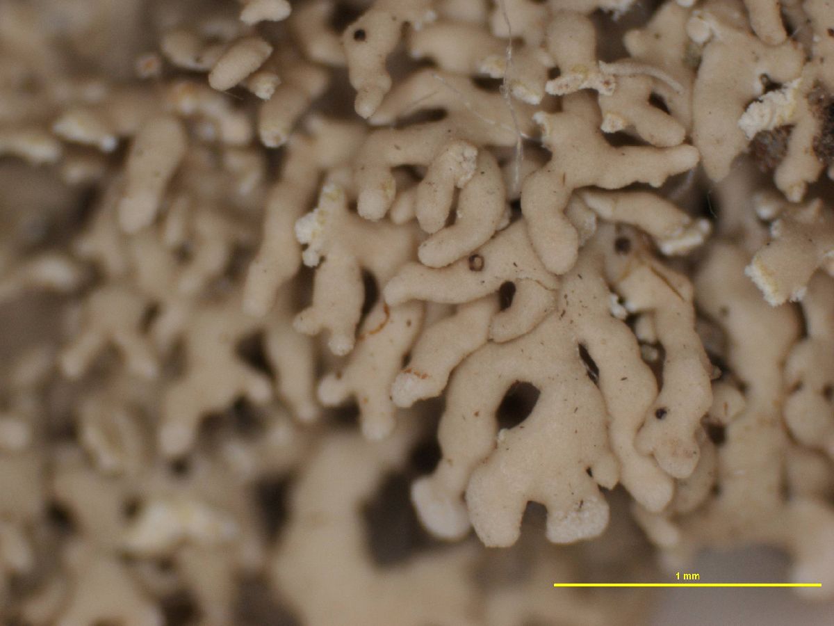 Anaptychia rugulosa image