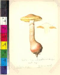 Cortinarius rubroclavus image