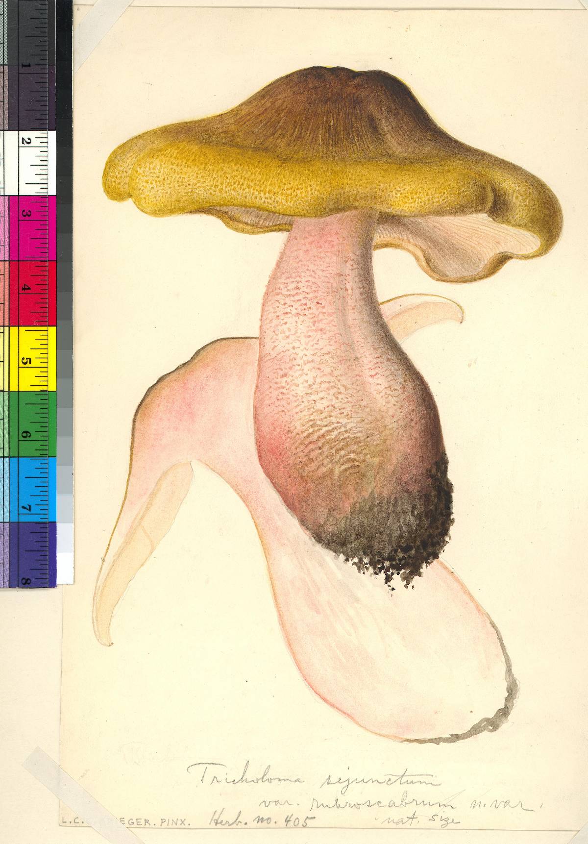 Tricholoma sejunctum var. rubroscabrum image