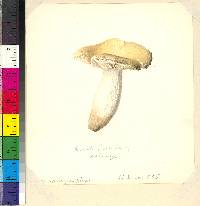 Russula albida image