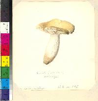 Russula albida image