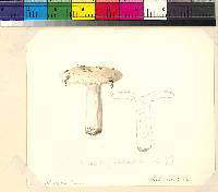 Russula albidula image