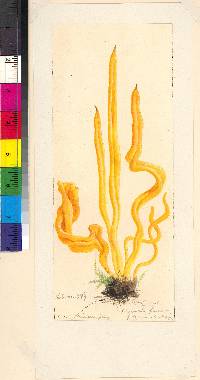 Image of Clavaria platyclada
