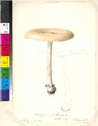 Collybia albiflavida image