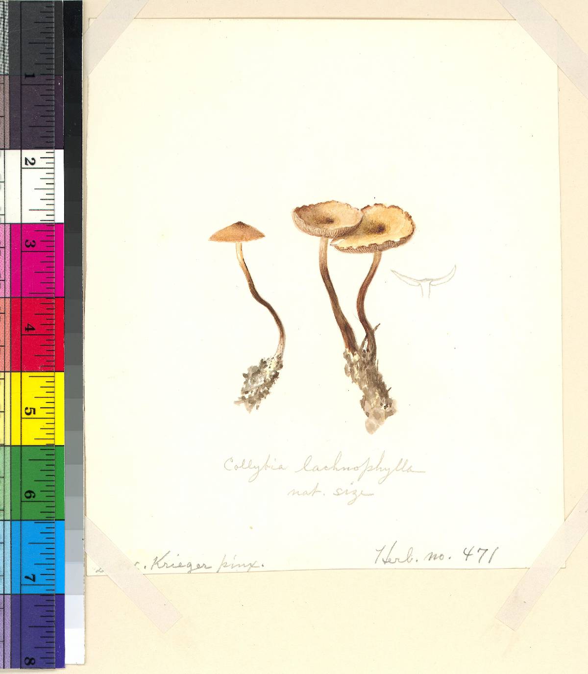 Collybia spinulifera image
