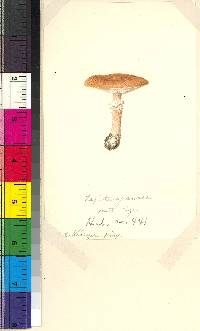 Cystoderma granulosum f. robustum image