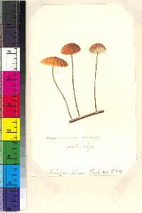 Marasmius siccus image
