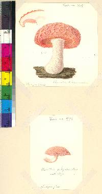 Rhodotus palmatus image