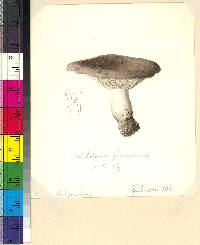 Tricholoma fumescens image