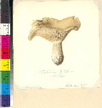 Tricholoma patulum image