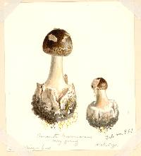 Amanita brunnescens var. pallida image