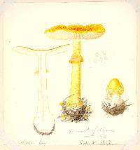 Amanita frostiana image