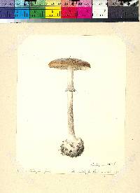 Amanita porphyria image