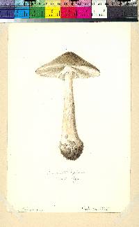 Amanita spissa image