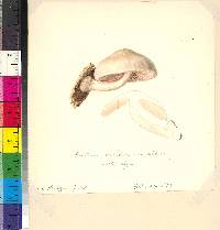Pluteus cervinus var. albus image