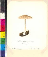 Pluteus longistriatus image