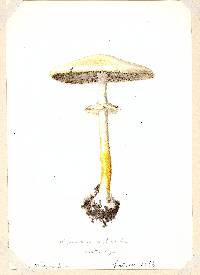 Agaricus silvicola image