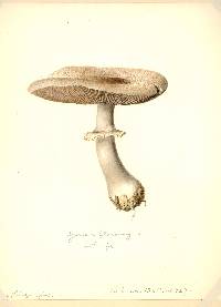 Agaricus placomyces var. placomyces image