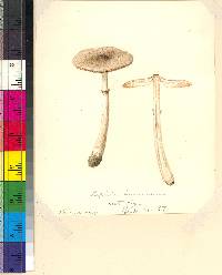 Lepiota brunnescens image