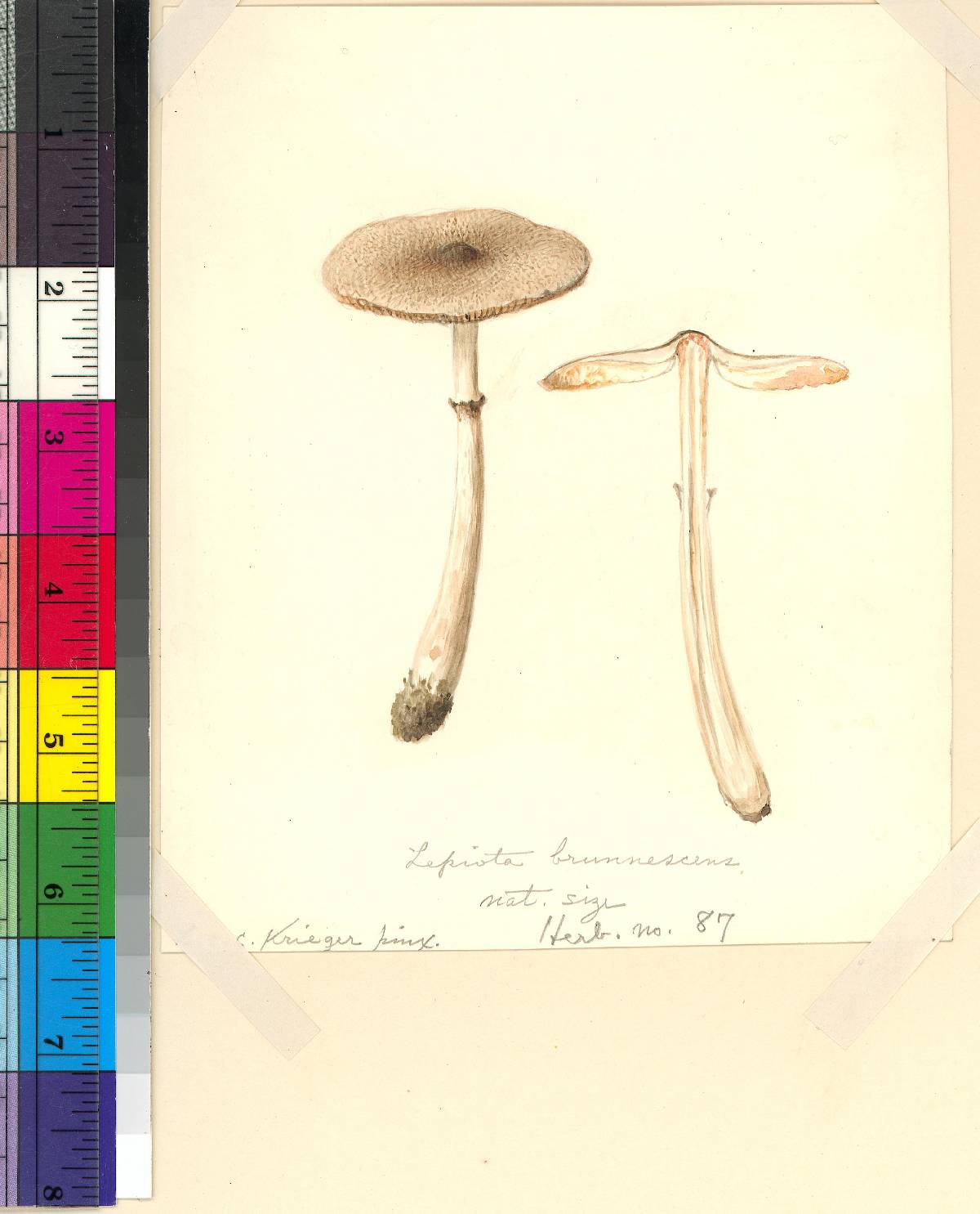 Lepiota brunnescens image