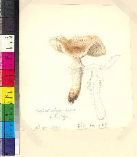 Lepiota clypeolaria image