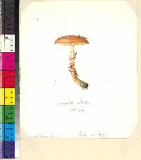 Lepiota oblita image