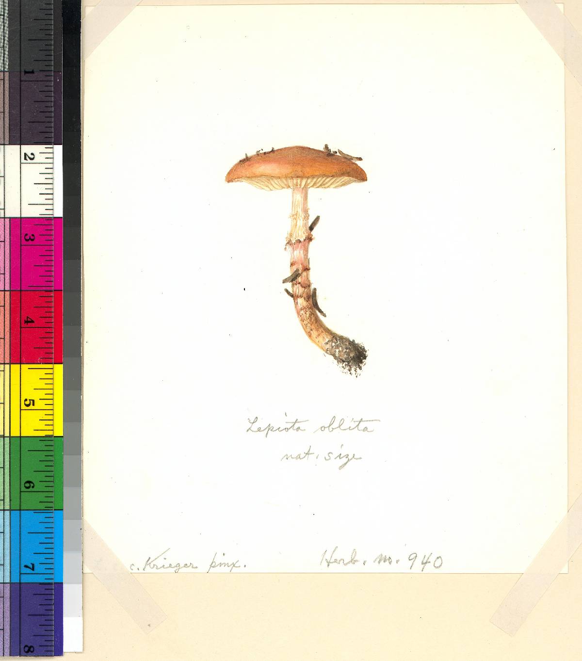 Lepiota oblita image