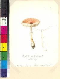 Lepiota rubrotincta image