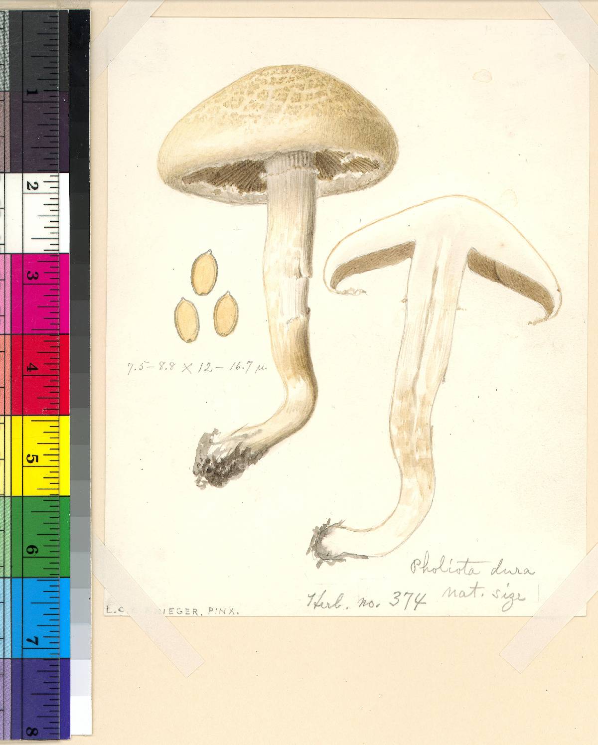 Agrocybe dura image