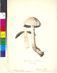 Panaeolus solidipes image
