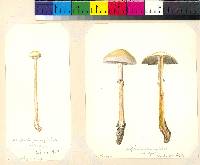 Stropharia semiglobata image