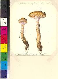 Cortinarius cylindripes image