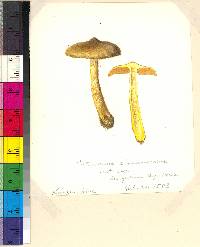 Cortinarius huronensis image