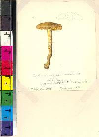 Cortinarius incognitus image