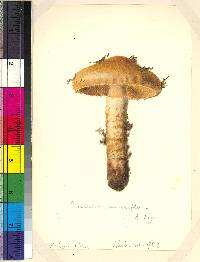 Cortinarius mucifluus image