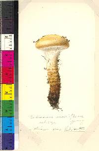 Cortinarius mucifluus image