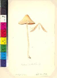 Conocybe lateritia image